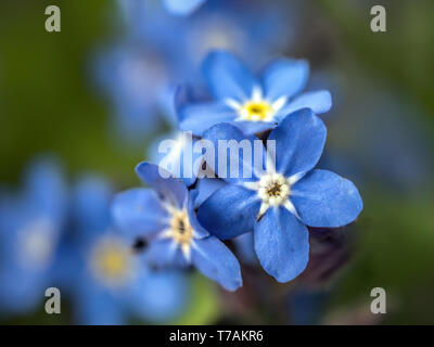 Bündel von Vergißmeinnicht Blumen im Garten wächst Stockfoto