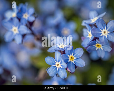 Bündel von Vergißmeinnicht Blumen im Garten wächst Stockfoto