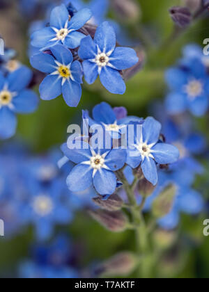 Bündel von Vergißmeinnicht Blumen im Garten wächst Stockfoto