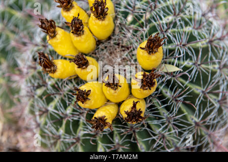 Angelhaken barrel Kaktus (Ferocactus wislizeni) in Tucson, Arizona Stockfoto