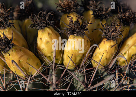 Angelhaken barrel Kaktus (Ferocactus wislizeni) in Tucson, Arizona Stockfoto