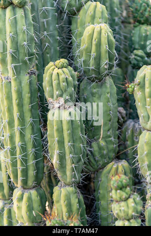 Argentinische Zahnstocher Kaktus (Stetsonia coryne) in Tucson, Arizona, USA Stockfoto