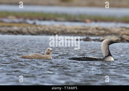 Pacific Loon oder Pacific Diver schwimmen in arktischen Gewässern mit einem jungen Loon, nähe Arviat Nunavut, Kanada Stockfoto