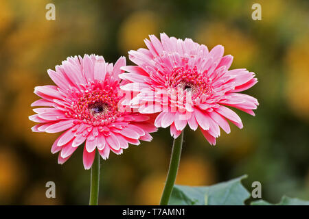 Rosa Gerbera Blumen Stockfoto