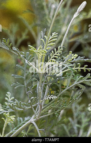 Fernleaf Lavendel, Fern leaf lavandula multifida auf natürlichem Hintergrund Stockfoto