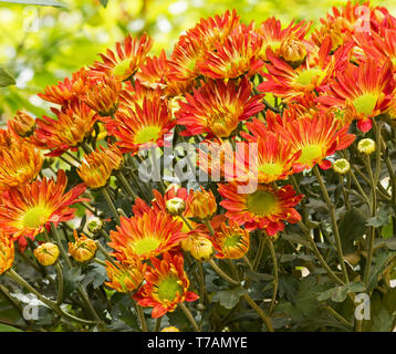 Chrysanthemen auf natürlichen Hintergrund Stockfoto