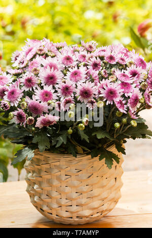 Rosa Chrysanthemen in einem Korb auf den natürlichen Hintergrund Stockfoto