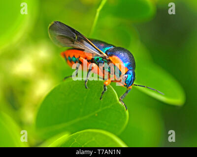 Schillernde irisierende Grün Rot und Blau die Farben des Regenbogens Shield Bug (Calidea dregii) auf grünes Blatt mit grünem Hintergrund in Watamu, Kenia Küste, Afrika Stockfoto