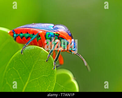 Schillernde irisierende Grün Rot und Blau die Farben des Regenbogens Shield Bug (Calidea dregii) auf grünes Blatt mit grünem Hintergrund in Watamu, Kenia Küste, Afrika Stockfoto