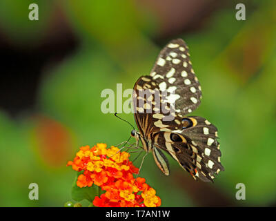 Spots & Stripes - Citrus Swallowtail oder Weihnachten Schmetterling (Papilio demodocus) Fütterung auf rote Blume gegen einfachen Hintergrund in Watamu, Kenia, Afrika Stockfoto