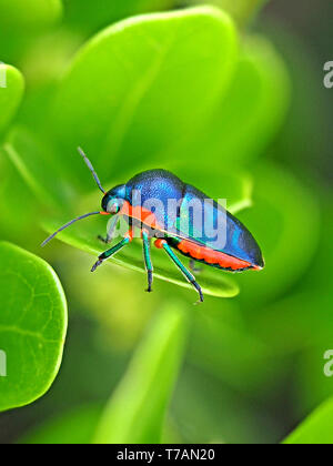 Schillernde irisierende Grün Rot und Blau die Farben des Regenbogens Shield Bug (Calidea dregii) auf grünes Blatt mit grünem Hintergrund in Watamu, Kenia Küste, Afrika Stockfoto