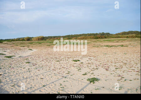 Kleine rosa Blume auf dem Sand der Dünen Stockfoto