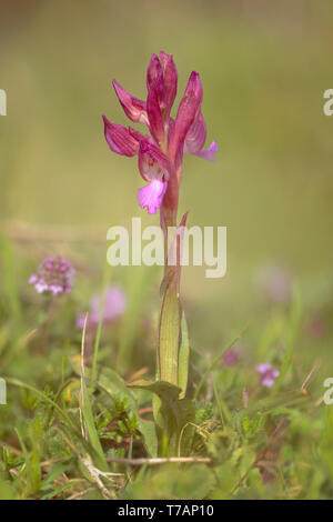 Papilionacea Orchis Papilionacea, Anacamptis - Butterfly Orchid, mediterrane Arten, die aus Europa in den Nahen Osten. Stockfoto