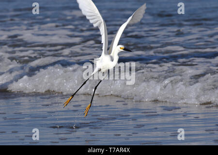 Snowy Egret Jagd für eine Mahlzeit bei Ebbe an der Pazifikküste von Costa Rica Stockfoto