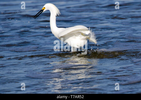 Snowy Egret Jagd für eine Mahlzeit bei Ebbe an der Pazifikküste von Costa Rica Stockfoto