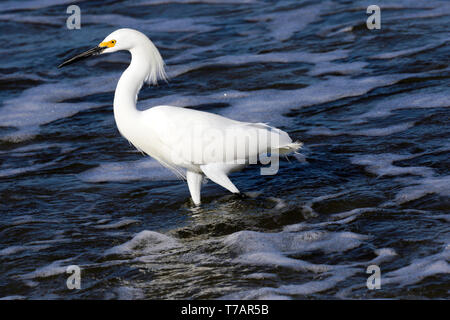 Snowy Egret Jagd für eine Mahlzeit bei Ebbe an der Pazifikküste von Costa Rica Stockfoto