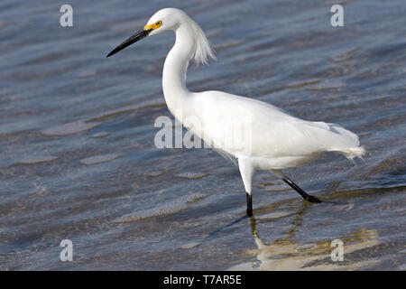 Snowy Egret Jagd für eine Mahlzeit bei Ebbe an der Pazifikküste von Costa Rica Stockfoto