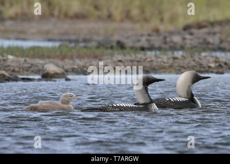 Familie von Pacific loon oder Pacific diver Schwimmen in arktischen Gewässern, in der Nähe der Arviat Nunavut, Kanada Stockfoto