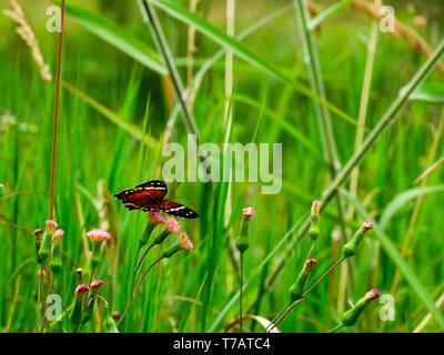 Ein scarlet Tagpfauenauge auf der Wiese in der Nähe von Jardin Antioquia Stockfoto