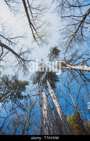 Low Angle View der Bäume und der Kiefern in der französischen Vogesen Wald mit klaren blauen Himmel Stockfoto