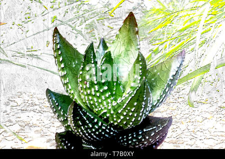 Digital verbesserte Bild eines Haworthia reinwardtii (Zebra Warze), zeigt seine Rosette mit saftigen und steife Blätter mit Dornen. Der Saft der leav Stockfoto