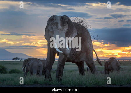 Afrikanischer Elefant (Loxodonta africana) Stier, werfen Schlamm mit Sonnenuntergang, Amboseli National Park, Kenia. Stockfoto