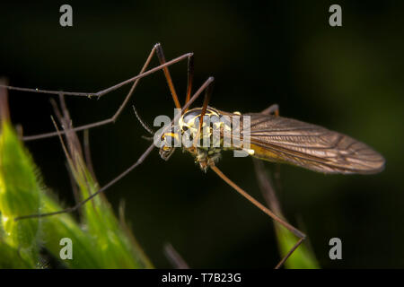 Grüne tipulidae auf Blatt mit dunklem Hintergrund posiert Stockfoto