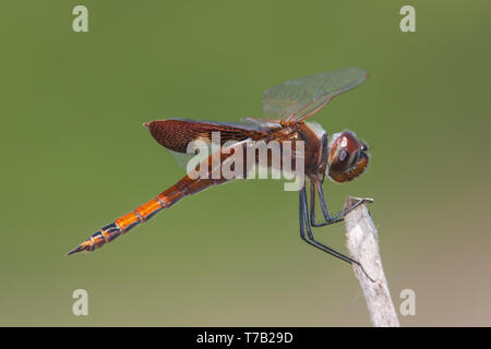 Ein Kind männlichen Carolina Satteltaschen (Carolina) Libelle Tramea Barsche an der Spitze der Vegetation. Stockfoto