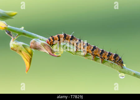 Eine reich verzierte Bella Motte (Utetheisa ornatrix) Caterpillar Feeds auf einem Rattlebox (Crotalaria sp.). Stockfoto
