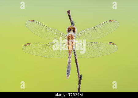 Ein Tau - überdachte unreifen männlichen Kleine Blaue Dragonlet (erythrodiplax Minuscula) für die Sonne wartet bis in den frühen Morgen zu erwärmen. Stockfoto