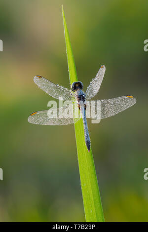 Ein Tau - überdachte männliche Kleine Blaue Dragonlet (erythrodiplax Minuscula) Sitzstangen auf einem Grashalm am Morgen. Stockfoto