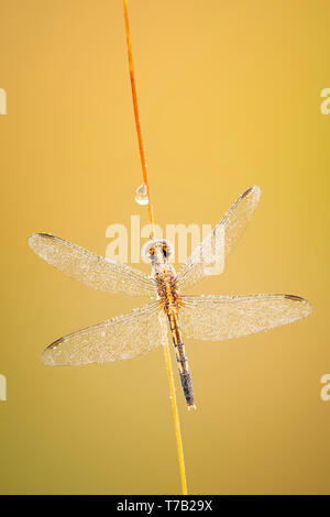 Ein Tau-gedeckten weiblichen Kleine Blaue Dragonlet klammert (erythrodiplax Minuscula) für die Vegetation während der Erwärmung bis in den frühen Morgen. Stockfoto