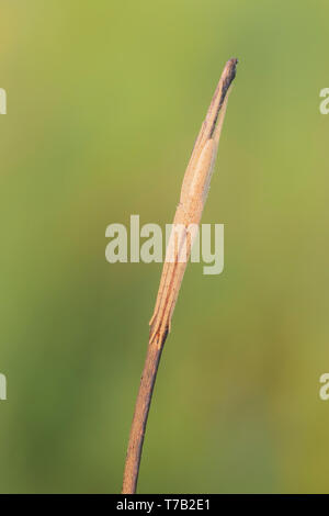 Eine Longjawed Orbweaver (Tetragnatha sp.) Spider harmonisch in der Zweig, auf dem es Sitzstangen. Stockfoto