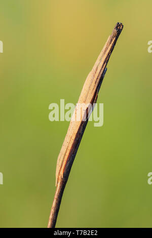 Eine Longjawed Orbweaver (Tetragnatha sp.) Spider harmonisch in der Zweig, auf dem es Sitzstangen. Stockfoto