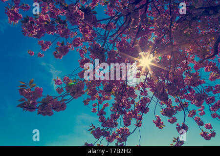 Nahaufnahme einer Kirschblüte Baum gegen den blauen Himmel Hintergrund Stockfoto