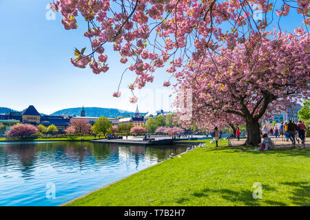 Frühling in Lille Lungegårdsvannet in Bergen, Norwegen anreisen Stockfoto