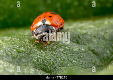 Adonia Variegata rote Marienkäfer auf einem grünen Blatt posieren Stockfoto