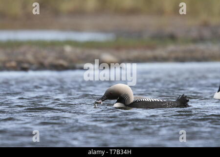 Pacific Loon oder Pacific Diver Angeln in arktischen Gewässern, in der Nähe der Arviat Nunavut, Kanada Stockfoto