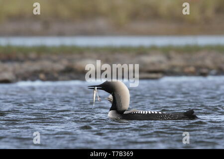 Pacific Loon oder Pacific Diver Angeln in arktischen Gewässern mit einem Fisch im Maul, in der Nähe der Arviat Nunavut, Kanada Stockfoto
