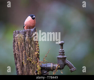 Männliche Dompfaff thront auf einem hölzernen Pfosten Stockfoto