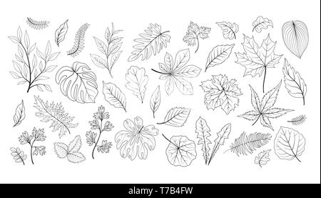 Blätter gesetzt. Verschiedene pflanze Blatt Kraut floral Skizze Sammlung. Tropischer Garten Blatt line Art Icon Set Stock Vektor