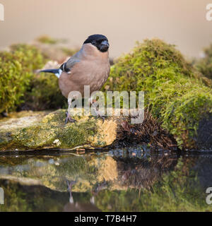 Weibliche Dompfaff durch eine Reflexion pool Stockfoto