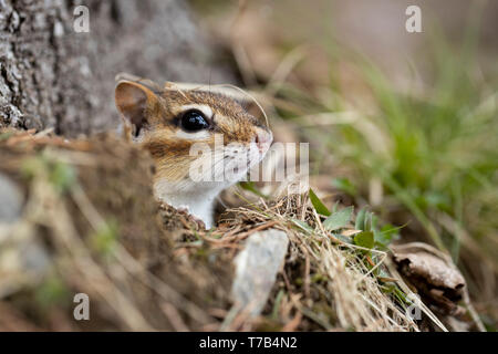 MAYNOOTH, ONTARIO, Kanada - 30. April 2019: ein Streifenhörnchen (Tamias), Teil der Sciuridae Familie Grünfutter für Lebensmittel. (Ryan Carter)