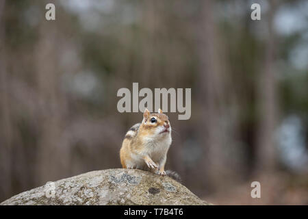 MAYNOOTH, ONTARIO, Kanada - 30. April 2019: ein Streifenhörnchen (Tamias), Teil der Sciuridae Familie Grünfutter für Lebensmittel. (Ryan Carter) Stockfoto