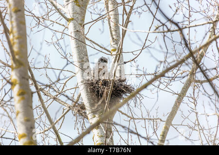 Great horned owl Nest und Owlet am Delta BC Kanada Stockfoto