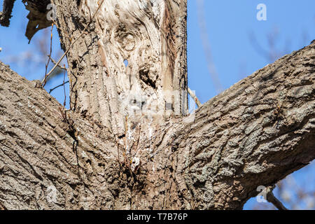 Great horned owl Nest und Owlet am Delta BC Kanada Stockfoto