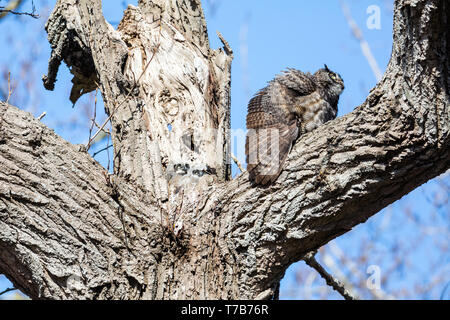 Great horned owl Nest und Owlet am Delta BC Kanada Stockfoto