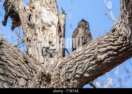 Great horned owl Nest und Owlet am Delta BC Kanada Stockfoto