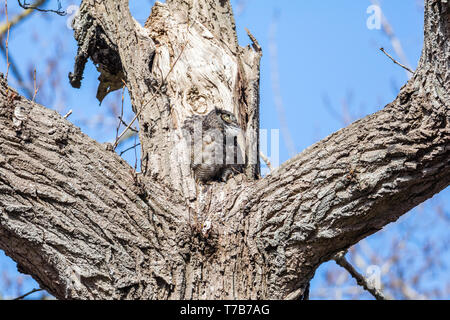 Great horned owl Nest und Owlet am Delta BC Kanada Stockfoto