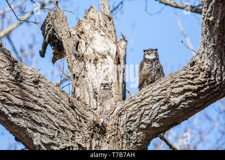 Great horned owl Nest und Owlet am Delta BC Kanada Stockfoto